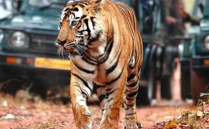 Bardia Jungle safari tour -Nepal – 8 days